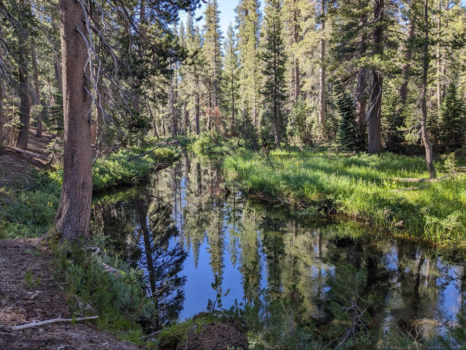 Our little bend of Minaret Creek