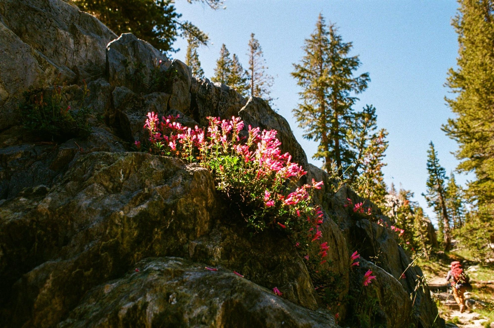 Wildflowers were abundant between Shadow Creek and Garnet Lake.