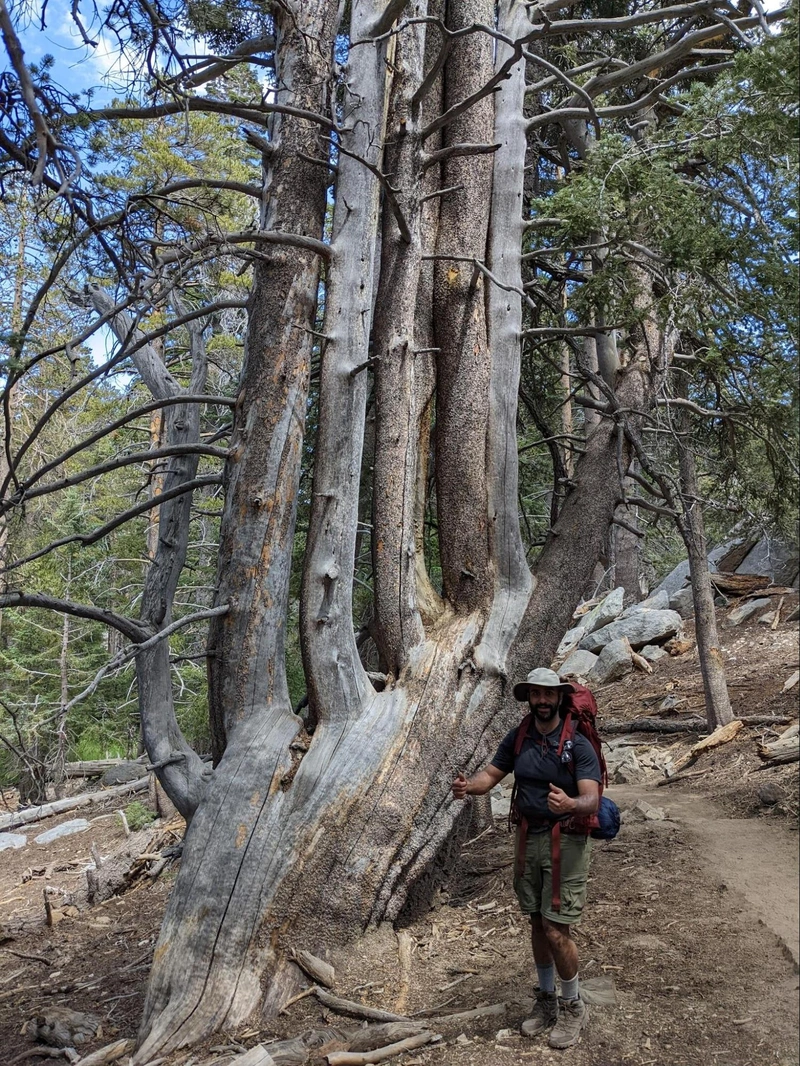 On the way we found this hand-tree