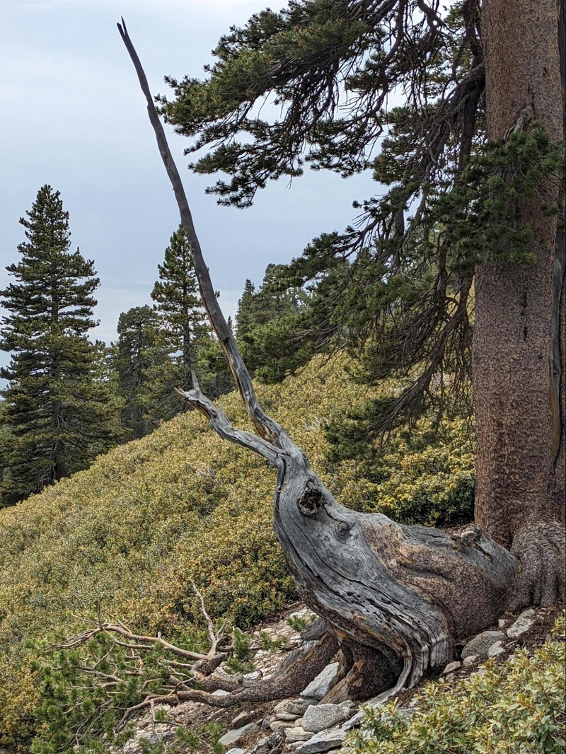 Does this tree look like a shrimp to you?