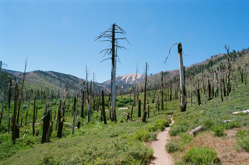 San Gorgonio comes into view between the scorched pines