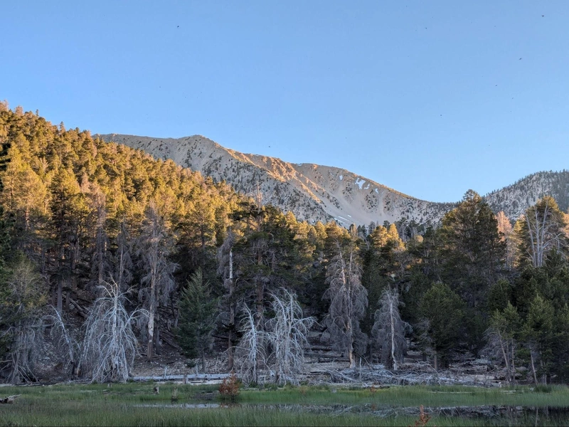 Alpenglow on Jepsen Peak, plus bugs