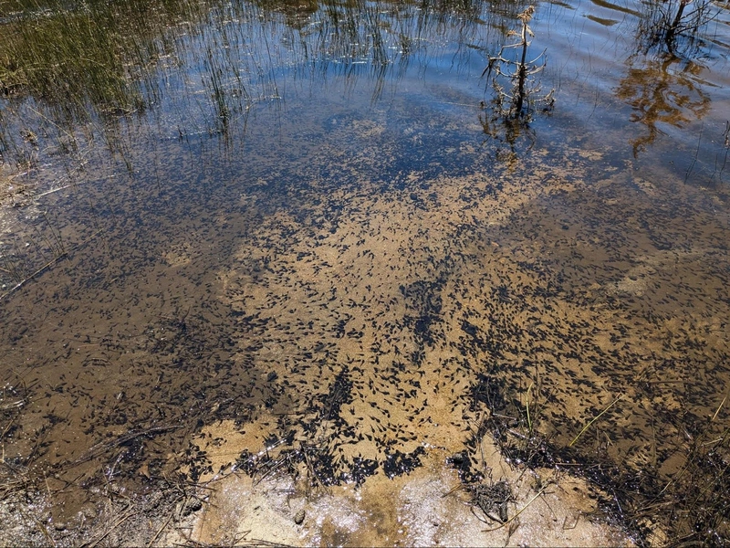 This is a downright silly quantity of tadpoles
