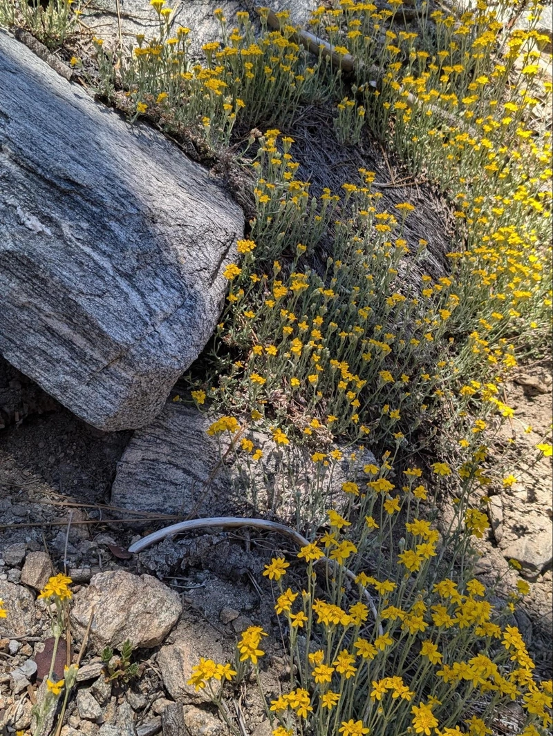 Wildflowers!