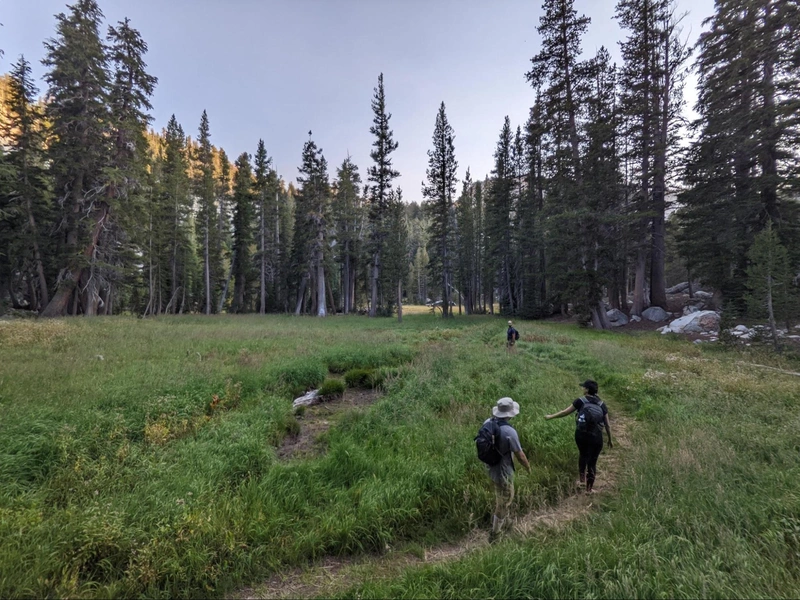 Meadows...
