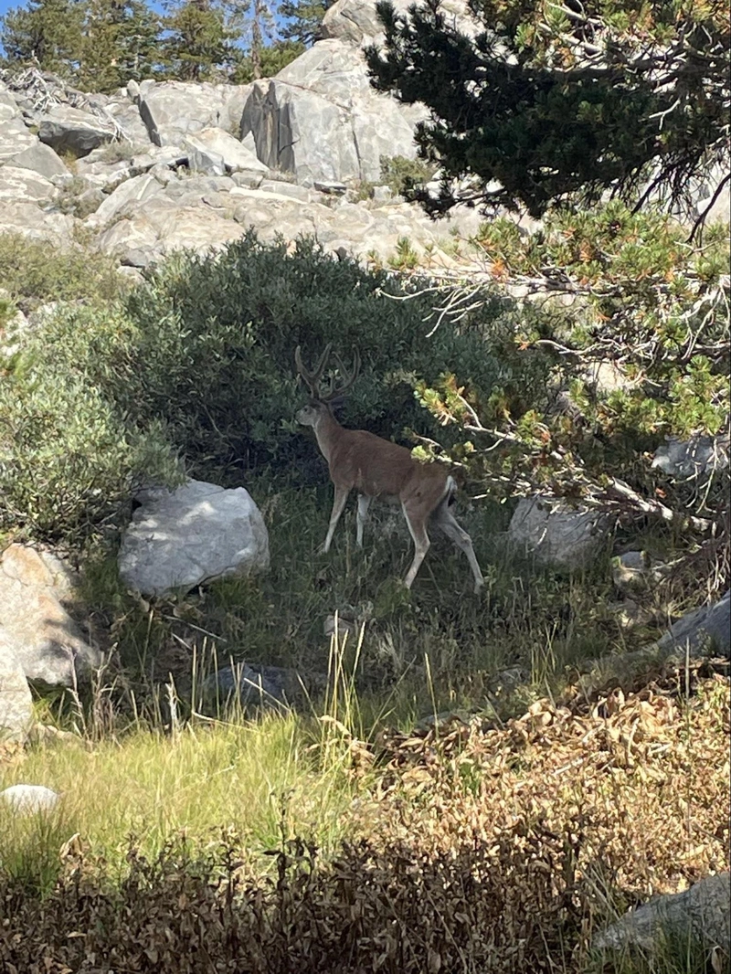 Buck sighted!